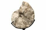 Cretaceous Ammonite (Mammites) Fossil with Metal Stand - Morocco #217427-2